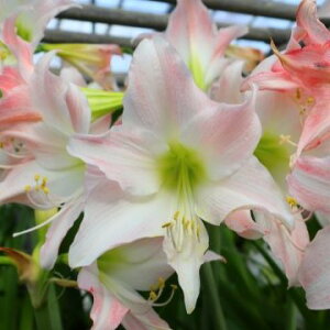 XJIWiIJԌA}XeAvRbg XJCfiАYj@1