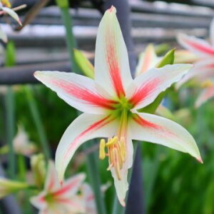 NEWIXJIWiIJԌA}Xe̎pfiАYj@1