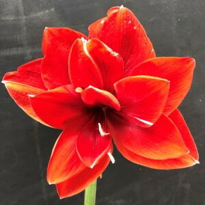 NEWIdIWiiIA}XeۑтȂf@@1