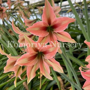 IWiiIA}X eT[ ^GjAf@@1