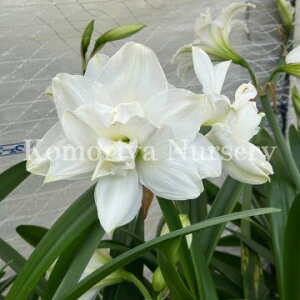 NEWIIWiiI֔d A}X@_uCfBAfB@1