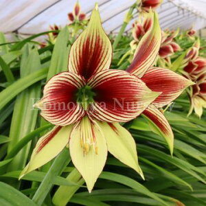 X̃OZ[iIt炫A}XpsIiАYj勅@1