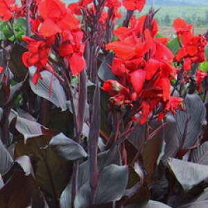 苗 カンナの人気商品 通販 価格比較 価格 Com