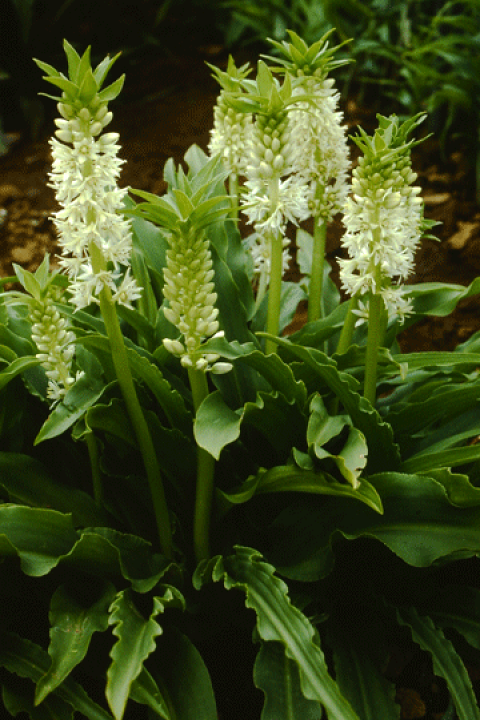 楽天市場 パイナップル リリーユーコミス プンク タータ 球根 １球 小森谷ナーセリー 楽天市場店