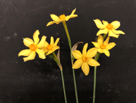 楽天市場 球根 植物の種類スイセン ガーデニング 農業 花 ガーデン Diy の通販