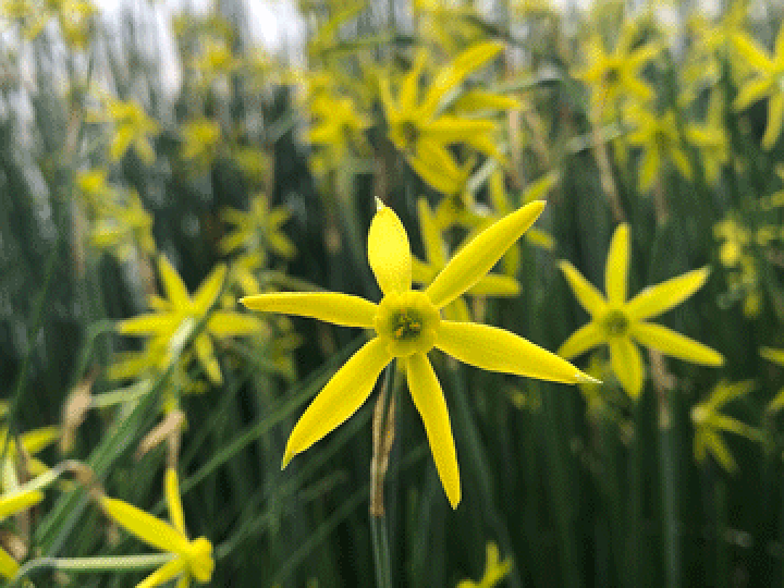 楽天市場 原種系交配オリジナル品種 秋咲きスイセン 水仙 オータム ジュエル 球根 ３球 小森谷ナーセリー 楽天市場店