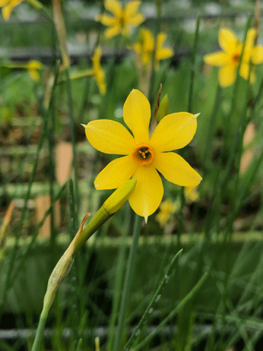 楽天市場 原種系交配オリジナル品種 新作スイセン 水仙 サムライ ジュエル 球根 ２球 小森谷ナーセリー 楽天市場店