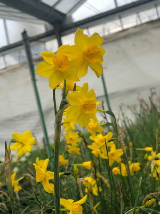 楽天市場 希少な原種 スイセン 水仙 フェルナンデシー 球根 ３球 小森谷ナーセリー 楽天市場店