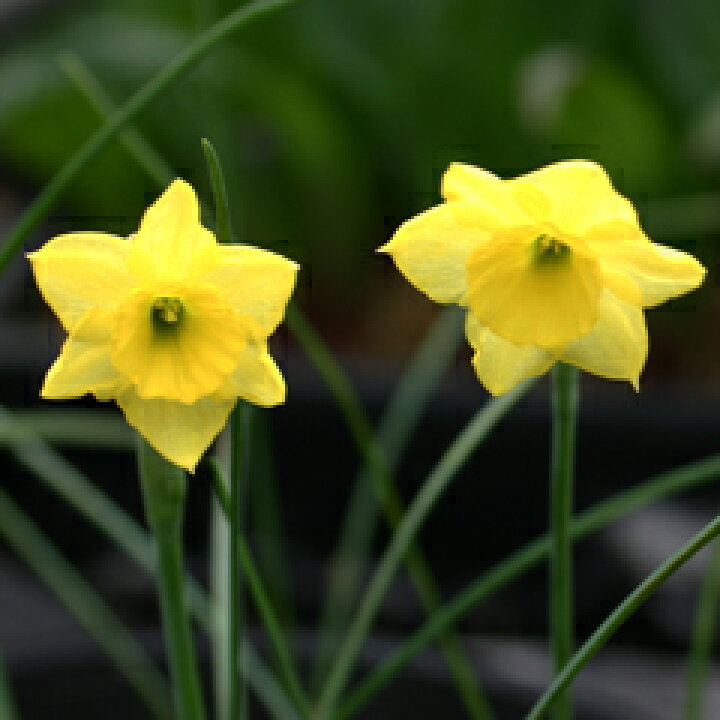 楽天市場 希少な原種 スイセン 水仙 ウィルコミー 球根 ５球 小森谷ナーセリー 楽天市場店