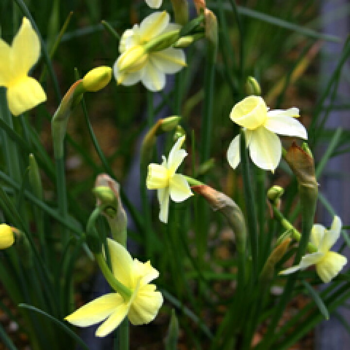 楽天市場 原種系交配オリジナル品種 スイセン 水仙 ベイビー ドロップ 球根 ２球 小森谷ナーセリー 楽天市場店