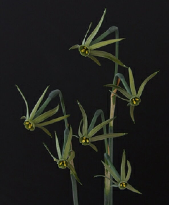 楽天市場 希少な原種 スイセン 水仙 ヴィリディフロラス 球根 ３球 小森谷ナーセリー 楽天市場店