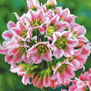 �쥢�ʸ���ͥ�����������ɥ��ࡦ�ȥ�ڥ���庬����