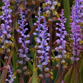 楽天市場 ラケナリア 花 ガーデン Diy の通販