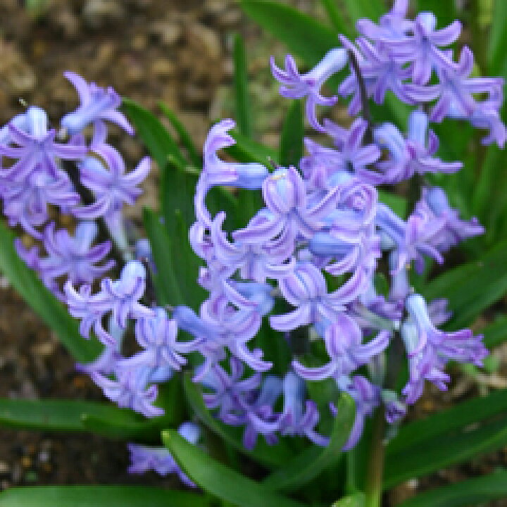 楽天市場 可愛らしく野趣ある姿 分球でよく増える ローマン ヒヤシンス ブルー 球根 １球 小森谷ナーセリー 楽天市場店