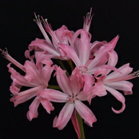 オリジナル品種！ネリネ‘女王様’球根　1球