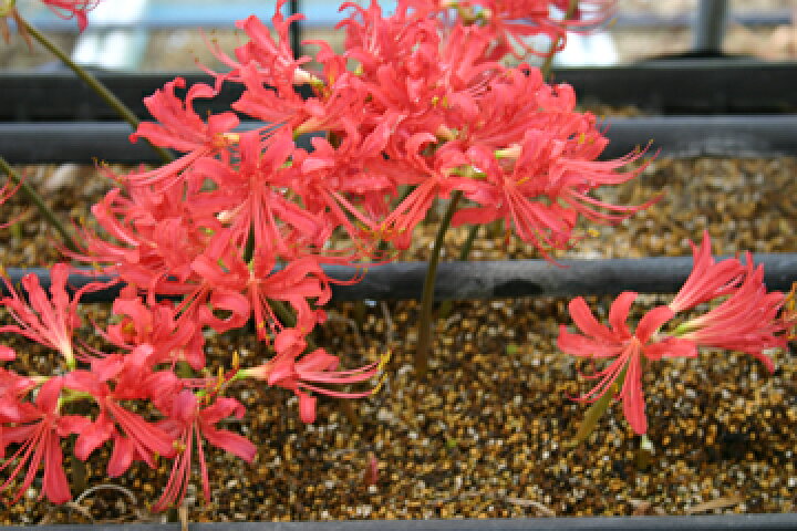 楽天市場 オリジナル新品種 リコリス チッチャチッチャ 球根 3球 小森谷ナーセリー 楽天市場店 楽天市場 オリジナル新品種 リコリス チッチャチッチャ 球根 3球 小森谷ナーセリー 楽天市場店