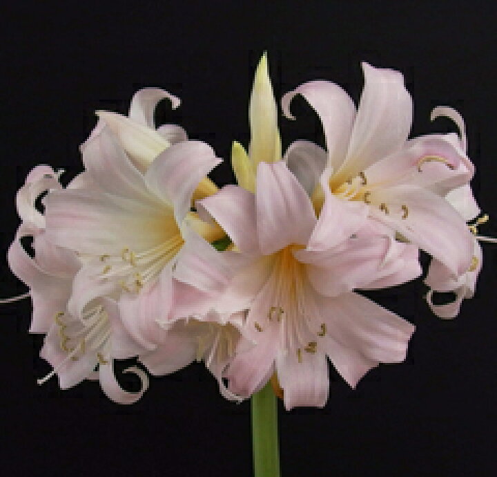 楽天市場 オリジナル品種 芳香あり ベラドンナリリー 八重桜 球根 1球 小森谷ナーセリー 楽天市場店 楽天市場 オリジナル品種 芳香あり ベラドンナリリー 八重桜 球根 1球 小森谷ナーセリー 楽天市場店