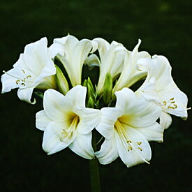 楽天市場 ベラドンナリリーの通販