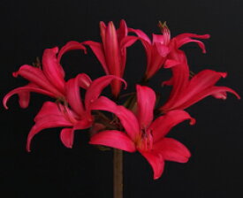 オリジナル品種ブランスドンナ‘新世界’（開花見込球）球根　1球