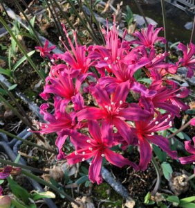 X[NI IWiiIlleVbN[f @1