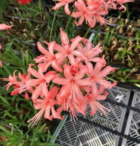 NEWIIWiViIlleȞf @1