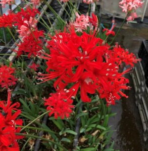 ubNbh̉ԕف@ IWiiIlleH̑zf @1