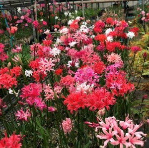 IWii킨܂~bNXIlle~bNX(MIX)f @3Zbg