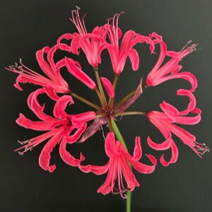 ؉ԂɍœKI IWiiIllE{[fj[ ep[vLOf @1