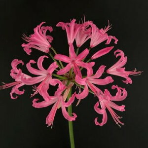 ؉ԂɍœKI IWiiIllE{[fj[ eqf @1