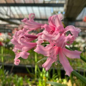 NEWIWiiIll@{[fj[e}[R[vhf @1