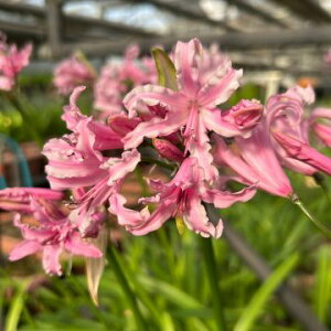 ؉ԂɍœKINEWIWiiIllE{[fj[ efU[g [Yf @1