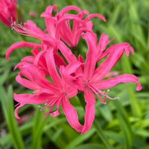 ؉ԂɍœKINEWIWiiIllE{[fj[ exeBf @1