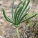 �ޥ˥��å��ʰ��ʡ����ꥪ���ڥ�ޥ�&lsquo;�ܥ������̥�&rsquo;����