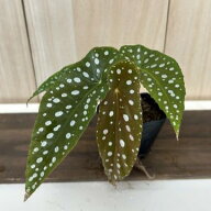 観葉植物　木立性ベゴニア 7.5cmポットベゴニア ‘流れ星’ 苗　1ポット