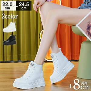 ₷ nCJbg y fB[X V[Nbg JWA ꂢ 8cmq[  ɂ Cq[ u[c