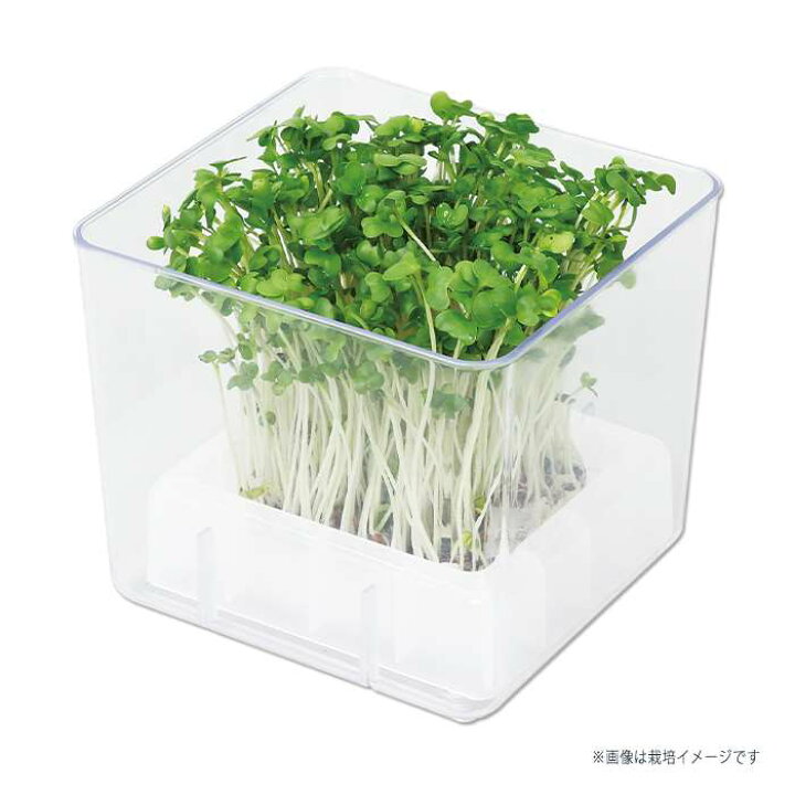 楽天市場 スプラウト栽培キット カイワレ大根 水耕栽培 栽培 スプラウト 家庭菜園 自由研究 アーテック やるcan