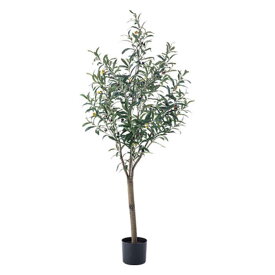 楽天市場 インドア 種類 植物 オリーブ 花 観葉植物 花 ガーデン Diy の通販