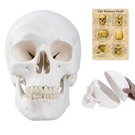 SKUMOD 頭蓋骨模型 実物大、取り外し可能な頭蓋骨キャップと関節式下顎骨を備えたレプリカのリアルな人間の頭蓋骨、歯のフルセット7.2x4.2x4.95in ライフサイズ