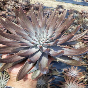 cQiܘ@(Orostachys japonica))̎qi؍Y)(60%ȏ㔭)