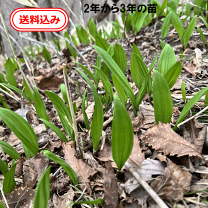 楽天市場】行者ニンニク 2kgの通販