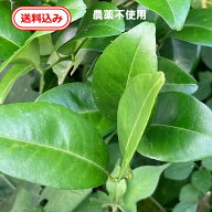 【無農薬・朝採り】アゲハチョウの餌 柑橘系の葉 約50枚（スダチメイン）アゲハ 幼虫のエサ 生葉 飼育用…