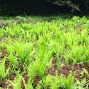 RS~f@c1@Cf_ȁENT\ec̑NV_̈@NT\ec@nt@R؁@A@v^[@nA@RjV_