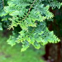 【送料無料】　徳島県産　檜の葉　檜葉　桧葉　枝付き5枚（天然、農薬不使用）　生葉　アロマ　抗菌　防虫　消臭　料…