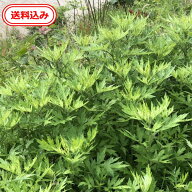 【送料無料】　徳島産　ヨモギの種根10本【化学肥料、農薬、除草剤未使用】　自生　よもぎ　ヨモギ　蓬　…