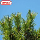 【送料無料】　徳島県産　黒松の葉　100グラム送料込（天然、農薬不使用）生葉　アロマ　観賞用から、松の木材、松の…