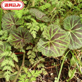 【送料無料】　徳島県産　天然ユキノシタのぬき苗1つから6つ選べます。雪ノ下（葉の裏赤っぽいもの）送料込み【化学肥料、農薬、除草剤未使用】　4月～5月にかけて、白い花を咲かせます。　テラリウム 　お部屋のインテリア　趣味　栽培　癒し　室内栽培　湿度　コニシ農園
