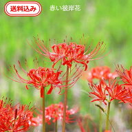【送料無料】【徳島産/無農薬】彼岸花 球根 10球 植えっぱなしOK [年中植付可] 曼珠沙華 リコリス ヒガン…