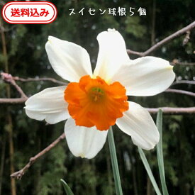 【送料無料】徳島県産　スイセンの球根（鱗茎）8個　冬から春にかけての季節に花を咲かせます。寄せ植え ガーデニング 鑑賞 栽培 庭園菜園 コニシ農園