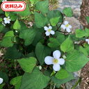 【送料無料】徳島産 ドクダミの根10本送料込み【化学肥料、農薬、除草剤未使用】ドクダミ　どくだみ　十薬　　全草に…