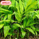 【送料無料】 徳島県産　ミョウガの根5本（農薬不使用）　料理　薬味和食　ミョウガダケ　プランター栽培　家庭菜園　…
